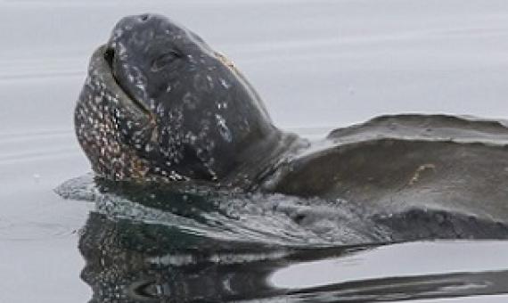 Pacific leatherback sea turtle inches closer to endangered status. Source - thelog.com