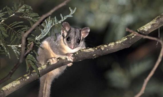  Home  Biology  Plants & Animals Home  Biology  Ecology SEPTEMBER 23, 2019  Victoria's threatened species lose out to logging by The Australian National University  Leadbeater's possum. Credit: The Australian National University
