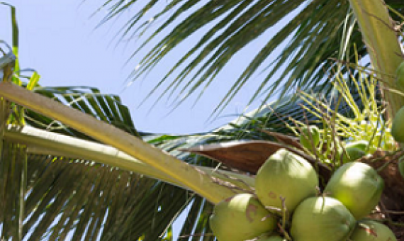 coconut tree. Photo credit - 123rf