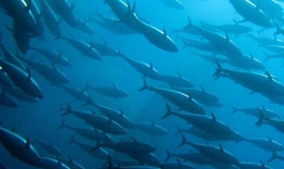 Albacore Tuna are spawning less, and that’s worrying some south Pacific nations. Credit - http://www.tunapacific.org/