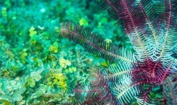  A new study reveals details of meadows that cover thousands of square kilometres of the ocean floor in between reefs in the northern section of the Great Barrier Reef. Photograph: Queensland University of Technology