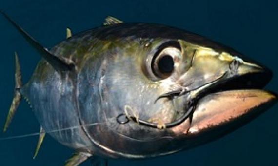 20445954 - a yellowfin tuna fish with a hook in its mouth from fishing Photo: ftlaudgirl/123RF