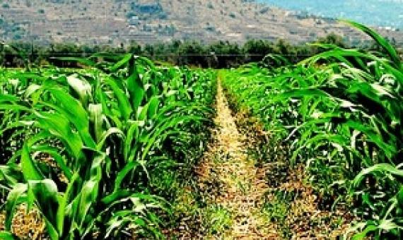 Protected areas vulnerable to growing emphasis on food security. Credit - https://www.theanchor.co.zw/