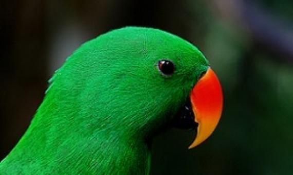 The vibrantly colored eclectus parrot (Eclectus roratus) is native to the Solomon Islands, New Guinea and northeastern Australia. Credit - Bernard Spragg via Flickr (CCO 1.0).