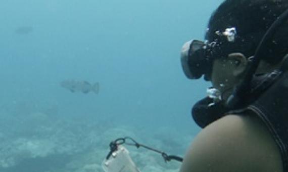 PICRC researchers complete field work on grouper aggregation research