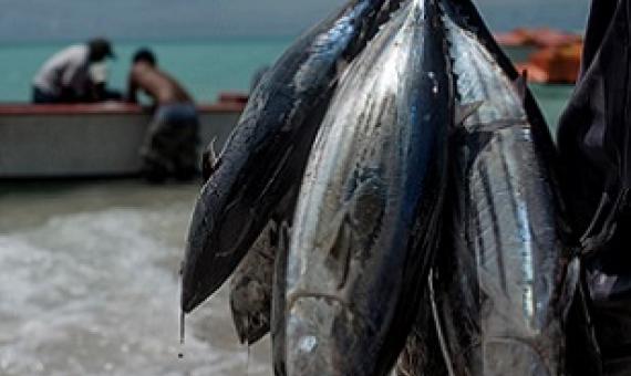 A fisherman holds a batch of tuna in Kiribati, where fishing is one of the most common occupations, on Sept. 25, 2015. JONAS GRATZER/LIGHTROCKET VIA GETTY IMAGES