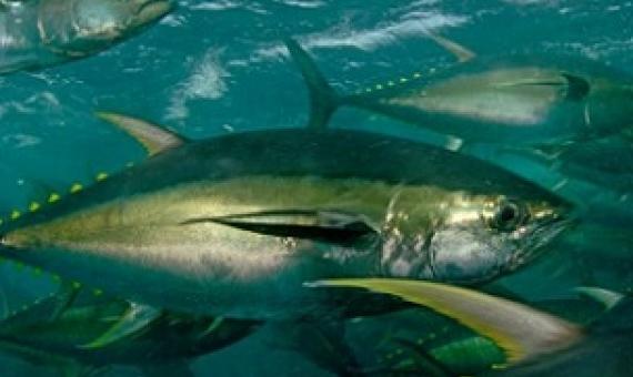 School of Yellowfin tuna. credit - WWF