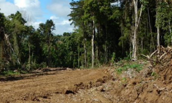 A logging road in East Sepik Province, PNG. Photo: Global Witness Media Hub