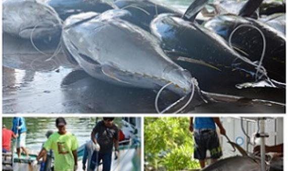 PICRC Partners with BOFI to Study Tuna Spawning in the PNMS. Credit - https://islandtimes.org/