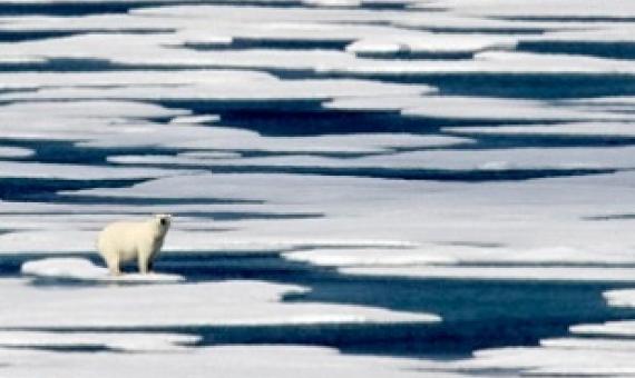 a polar bear stands on the ice in the Franklin Strait in the Canadian Arctic Archipelago. Credit - AP Photo/David Goldman, File (David Goldman)