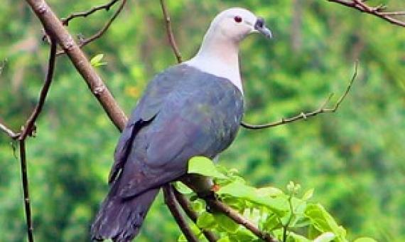 Pacific Pigeon, National Park of American Samoa. Credit - Tavita Togia, NPS