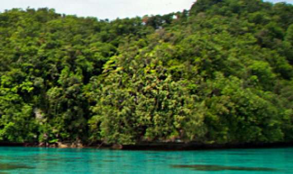 Conservation and Ecosystem Recovery on Ngeanges Island, Palau. Credit - https://www.islandconservation.org