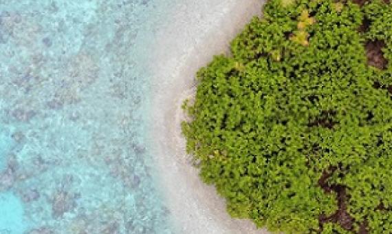 Healthy native forests mean healthier reefs. Credit - THE NATURE CONSERVANCY
