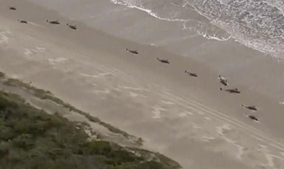 In this image made from aerial video shows numerous stranded whales along the coastline Wednesday, Sept. 23, 2020, near the remote west coast town of Strahan on the island state of Tasmania, Australia. Credit - Australian Broadcast Corporation via AP