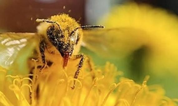 animal pollination supply a major proportion of nutrients in the human diet. source - https://island.lk/