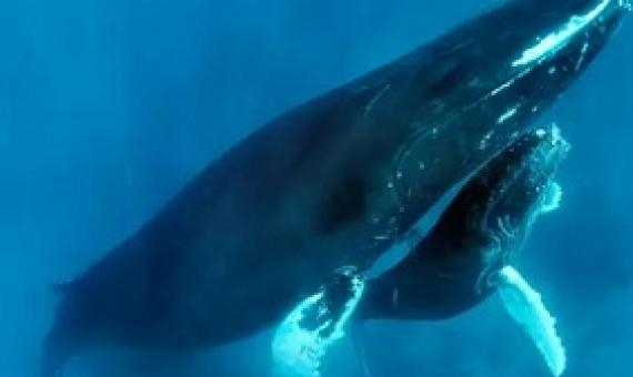 A humpback whale and calf. A man has rescued a whale calf stuck in nets off the Gold Coast, Australia, while officials took more than two hours to respond. Photograph: Norbert Probst/Alamy