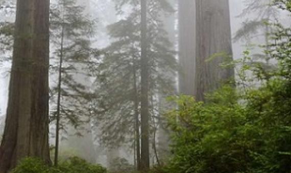 Redwood Forest. Credit: Pixabay/CC0 Public Domain