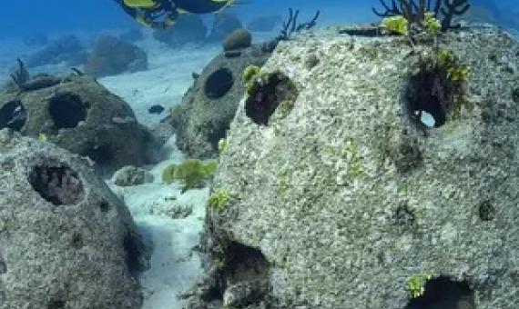 Reef balls can attract a host of marine life to largely barren seabed. One near Florida is now home to 56 species of fish, as well as crabs, sea urchins, sponges and coral. Photograph: agefotostock/Alamy