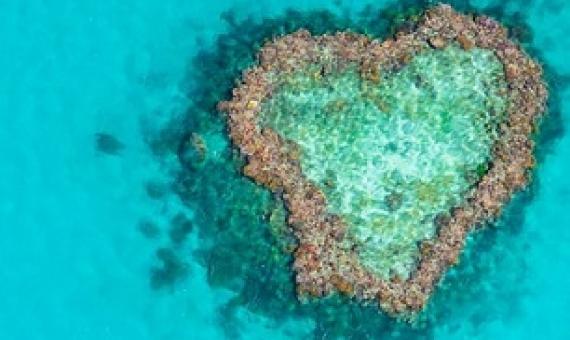 Reef credits scheme. Source - https://reneweconomy.com.au/