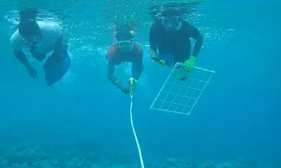 students in the Marshall Islands Nearshore Training program recover a transect line after measuring coral and algae cover. credit - Alexandra Runyan 