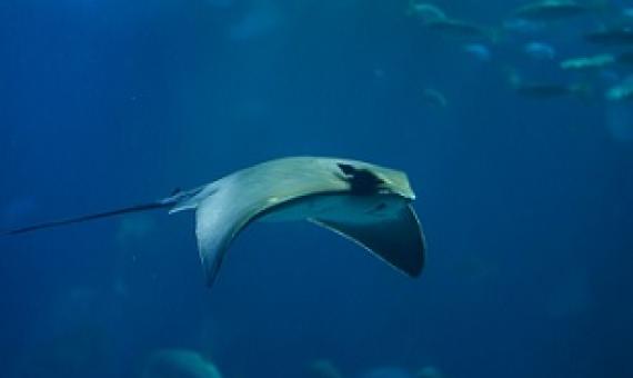 Common eagle ray (Myliobatis aquila) is one of eight rays reclassified as Critically Endangered. Credit - © Vladimir Wrangel / Shutterstock / WWF