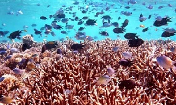 coral reefs. Credit - UCLA
