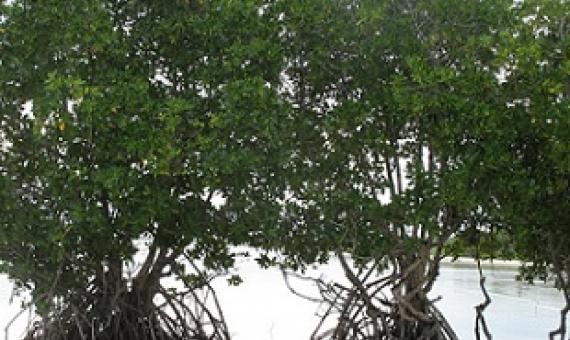 Rhizohpora mangroves in North Tarawa, Kiribati. Credit - V. Jungblut, SPREP