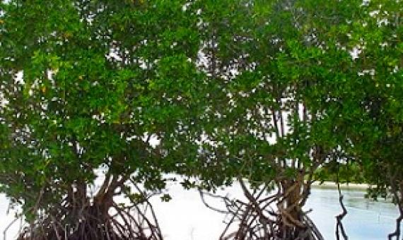 Rhizohpora mangrove in North Tarawa, Kiribati. Credit - V. Jungblut, SPREP