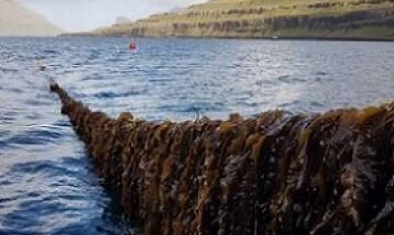 Seaweed farming in the Faroe Islands. Credit: Ocean Rainforest