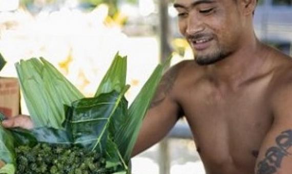 A man wraps freshly cleaned limu and sea grapes in a village on Savaii island in Samoa. Credit - Ulusapeti Tiitii 