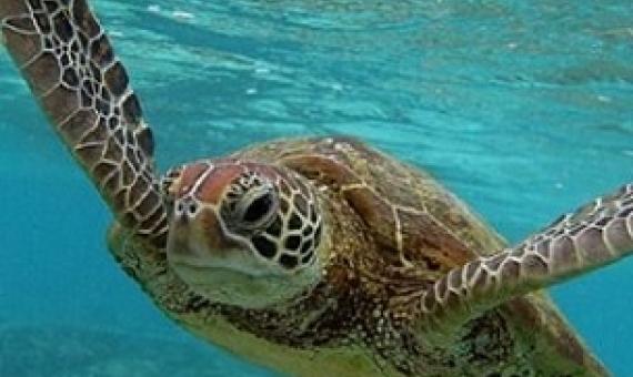 Sea turtle. Credit - Mark Kolbe/Getty Images.
