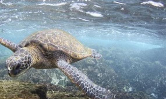 A green sea turtle. Credit - NOAA PACIFIC ISLANDS FISHERIES SCIENCE CENTER