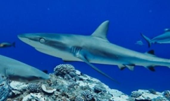 Grey reef sharks are are officially classed as ‘near threatened’ as they are hunted for their fins and meat (Photo: GLOBAL FINPRINT/AFP/Getty)