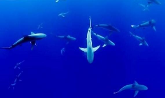 Monster shark movies harm shark conservation efforts. Credit - CC0 Public Domain