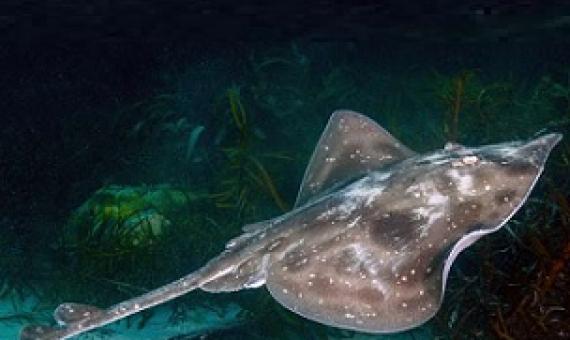 The Melbourne Skate is assessed as vulnerable in the Action Plan for Australian Sharks and Rays 2021. Credit: Ian Shaw