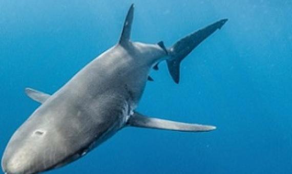 A silky shark. Image © Pelayo Salinas/Charles Darwin Foundation.