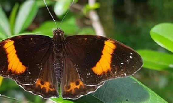 The Mariana 8-spot butterfly, endemic to Guam. Photo - Matthew Putnam/University of Guam 