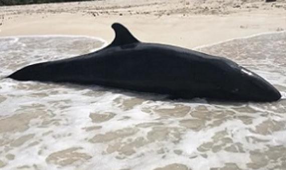 Small whale stranded in the Guam National Wildlife Refuge, Ritidian. Credit - Brent Tibbatts