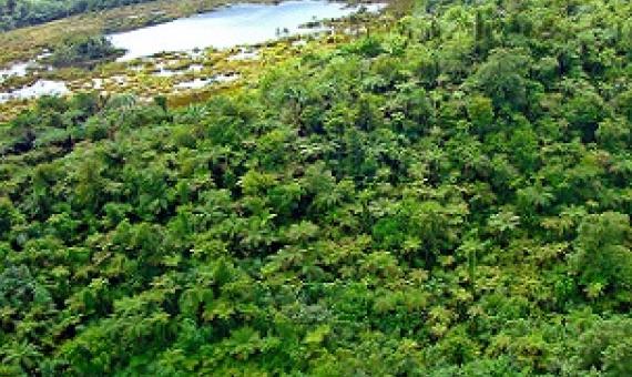 Savaii upland forest crater. Credit - Paul Anderson, SPREP