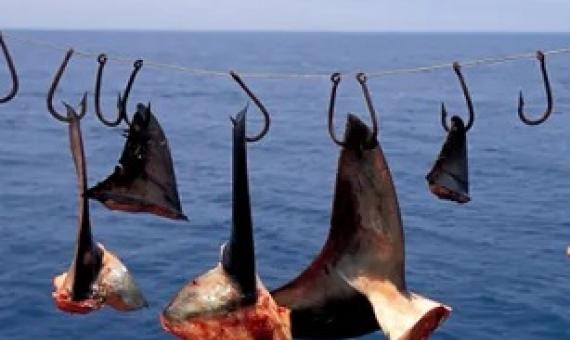 Shark finning is the cruel practice of removing fins from live sharks. Photograph: VW Pics/Universal Images Group/Getty Images