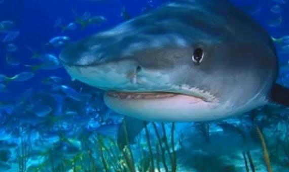 Tiger sharks protected the seagrass meadows by stopping dugongs and turtles from overgrazing. Photograph: Getty Images
