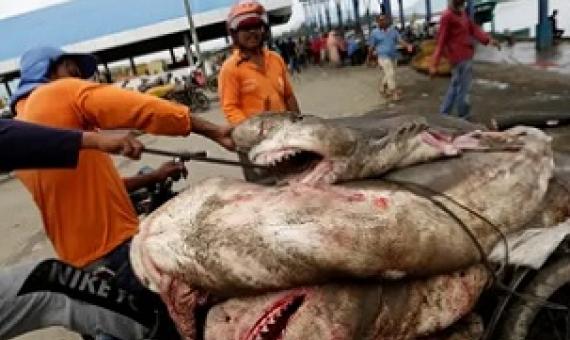 Sharks are being overfished globally but Australian scientists say an international effort to establish greater protections will safeguard the vital role they play in the health of marine ecosystems. Photograph: Hotli Simanjuntak/EPA