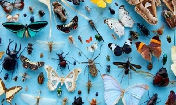  A collection of insects at the Oxford University Museum of Natural History. Biologists have never reached universal agreement over what constitutes a species. Photograph: Jochen Tack/Alamy