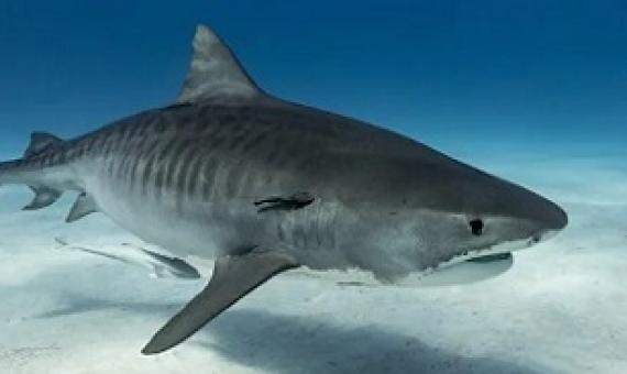 Tiger sharks can grow even larger than great whites (Getty )