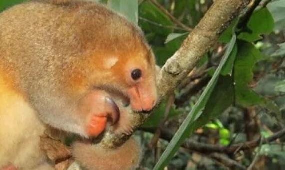 A silky anteater, Cyclopes didactylus - a rare mammal in the Amazon. Credit: Thais Morcatty