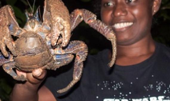 A guide handling a coconut crab at Tetepare. Credit - Moffat Mamu, https://www.solomonstarnews.com/
