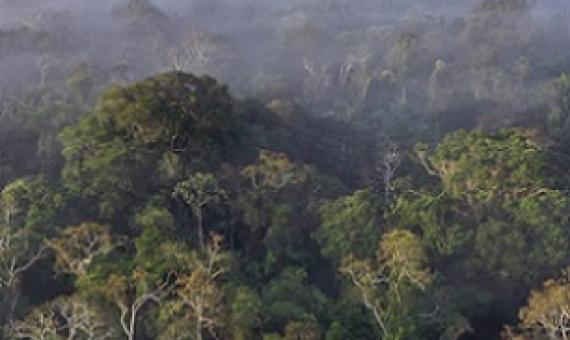 tropical forest. Credit - https://news.mongabay.com/