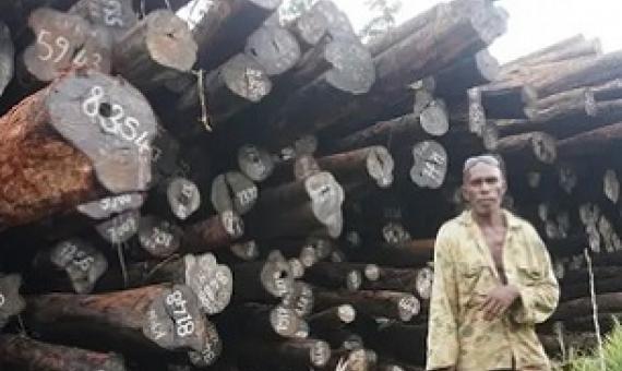 Chief Eric Gnokro of Lelegia village in front of a pile of illegally felled Tubi logs at Korona, San Jorge. Source - https://www.solomontimes.com/