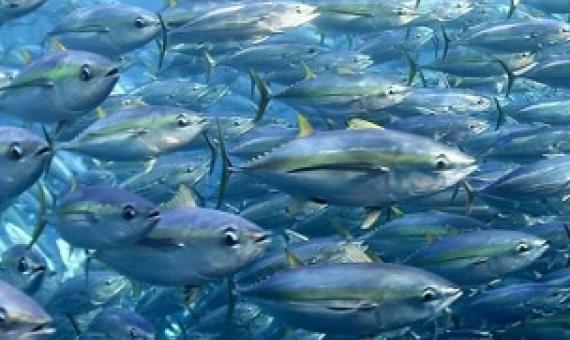 Pacific tuna fisheries. Credit - Francisco Blaha