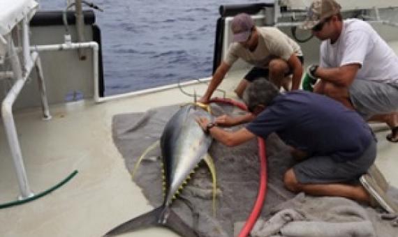 Large Yellowfin Tuna being tagged Photo: SPC